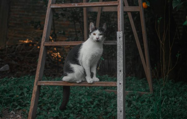 L'évolution controversée de l'Ordre des médecins au fil des années