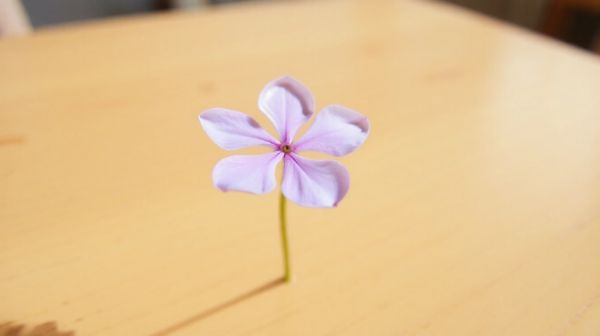 Découvrez les incroyables vertus de la fleur de Jéricho